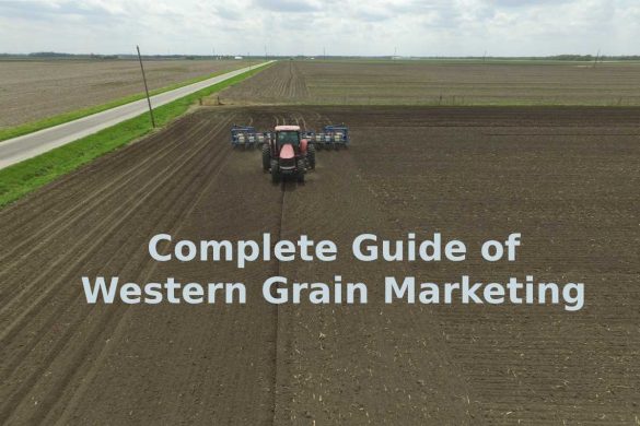 Complete Guide of Western Grain Marketing in 2022